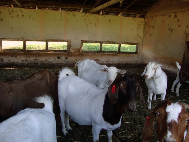 setor de caprinocultura